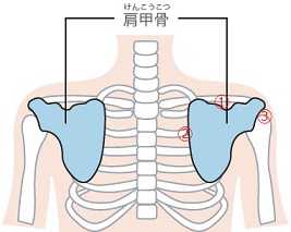 肩甲骨の痛み ダルさ 症状別施術例 肩 名古屋昭和区の ドイツ式整体 は 愛知カイロプラクティック