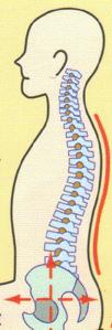 正常な背骨